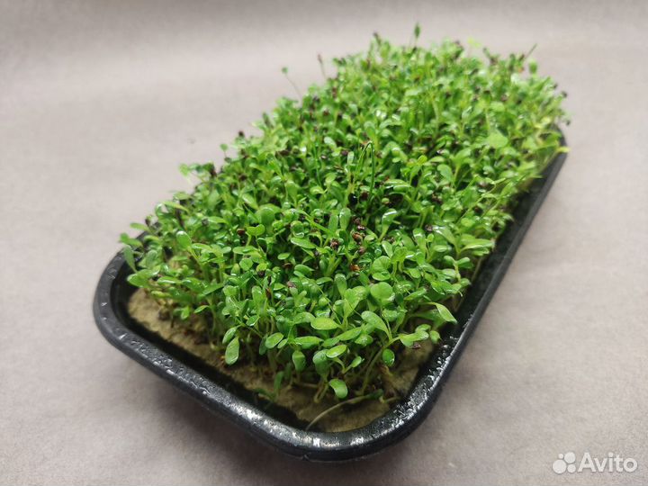 Микрозелень Люцерны