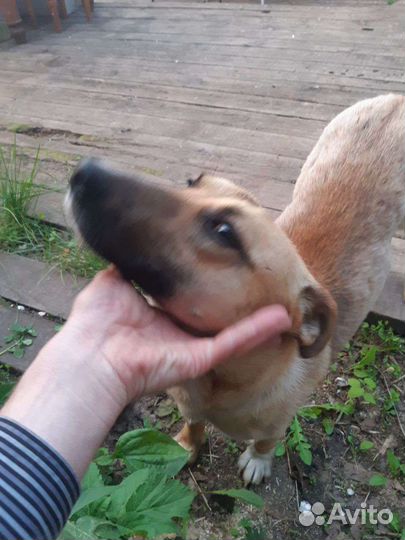 Маленькая собака в дар