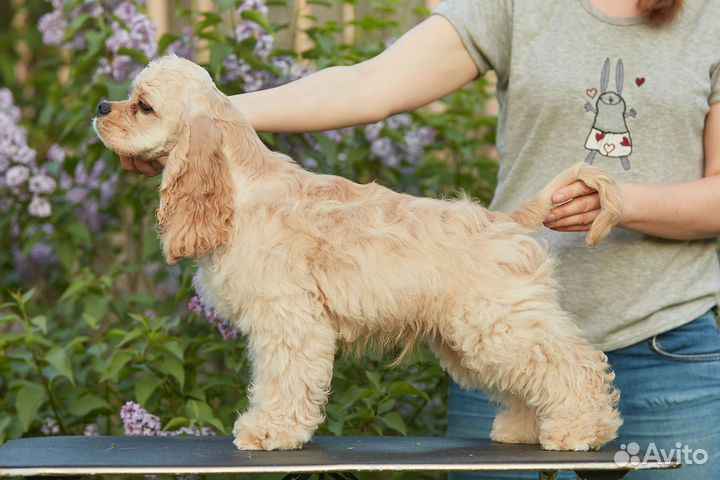 Щенок американский кокер спаниель