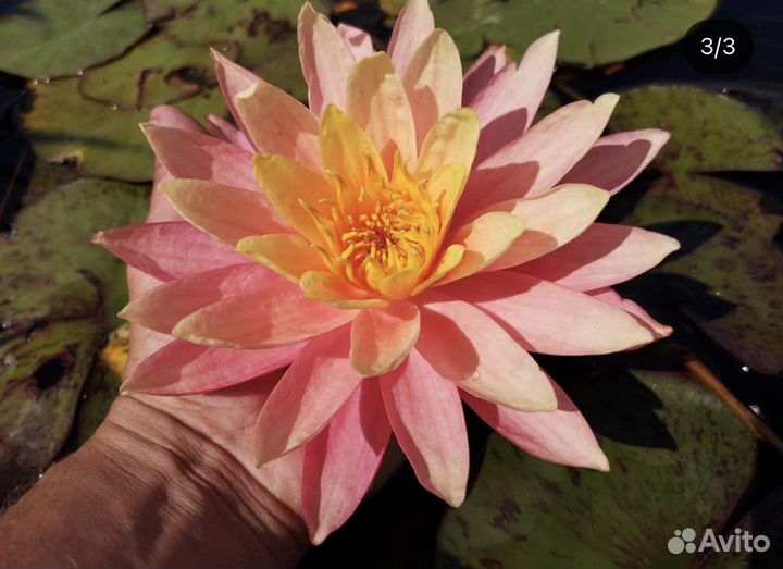 Нимфея Sunfire (Санфаер)