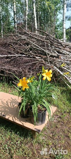 Лилейник желтый ранний (лилейник Миддендорфа)