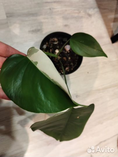 Монстера Альба / Monstera Albo