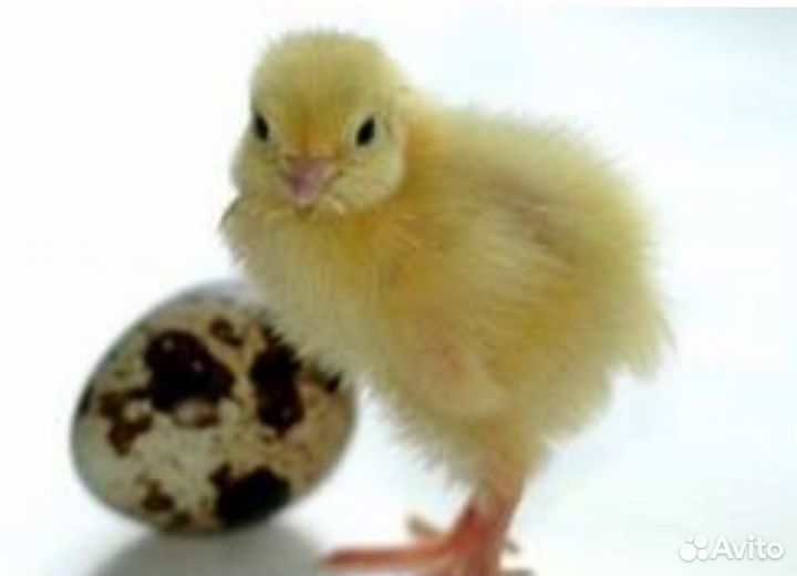 Перепела суточные