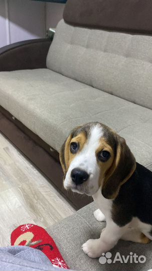 Щенок бигль девочка