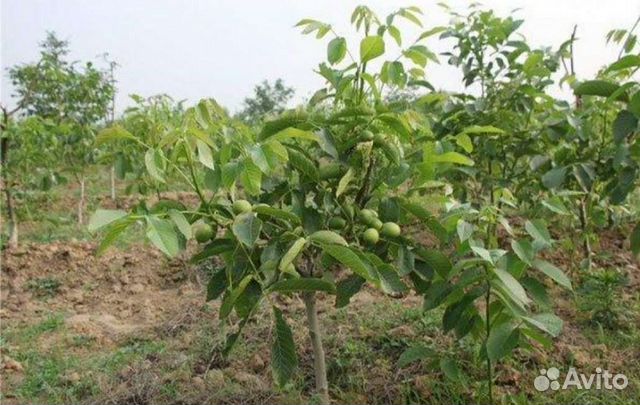 Грецкий орех