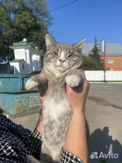 Котик в добрые руки