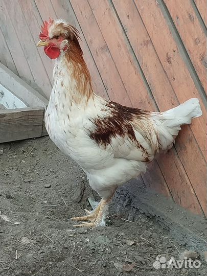 Молодые петухи