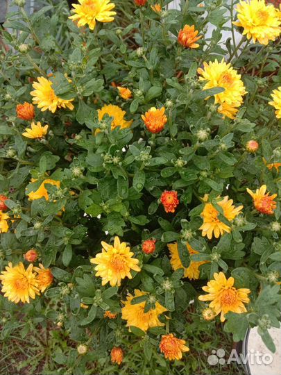 Хризантемы мультифлора