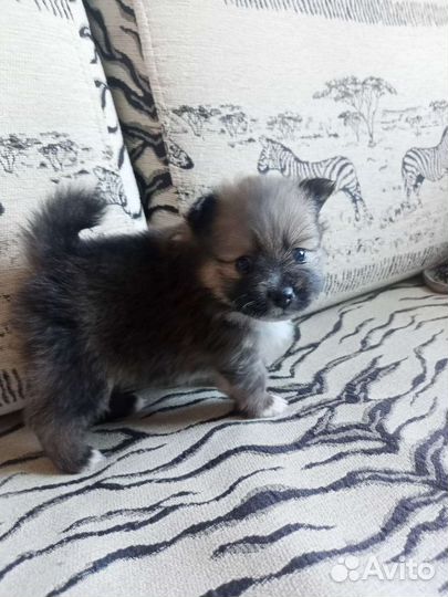 Щенок.шпица.девочка