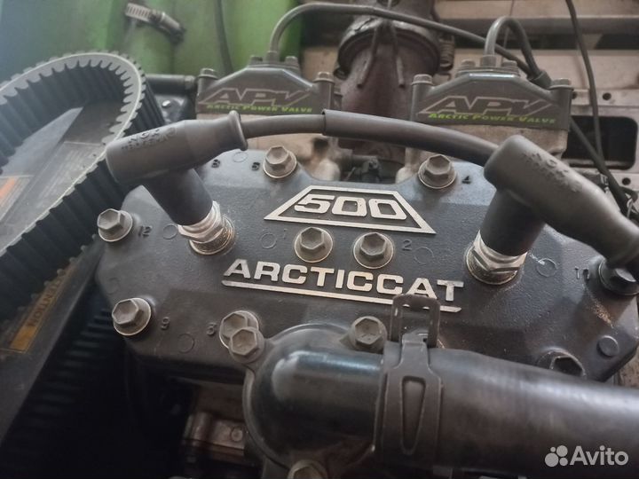Arctic cat