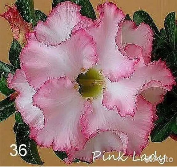 Адениум взрослый Pink Lady из тайланда