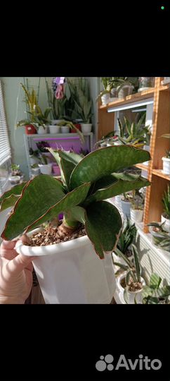 Сансевиерия дракон вингс