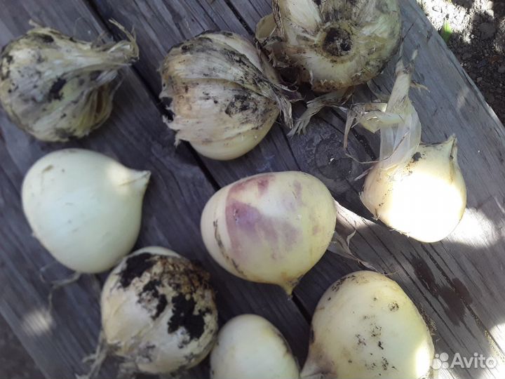 Лук Суворова для посадки в зиму