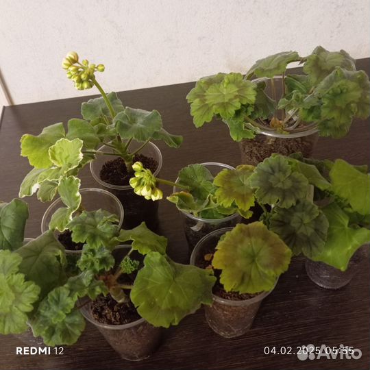 Укорененные черенки cортовой пеларгонии