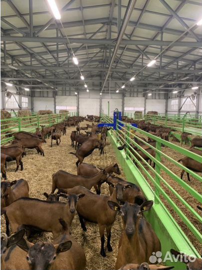 Работник животноводства