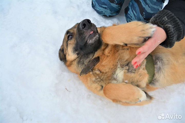 Собака в добрые руки