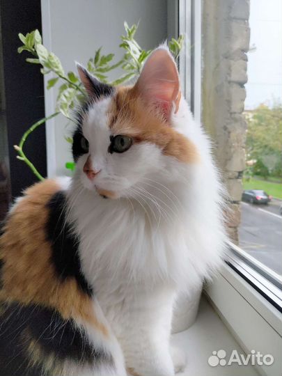 Трехцветная кошка в добрые руки