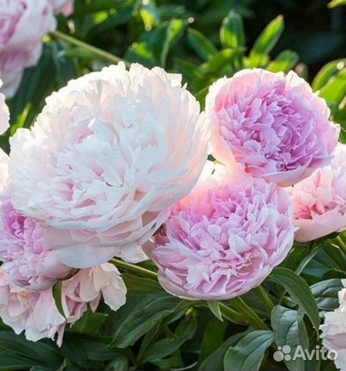 Пион Альберт Краусс