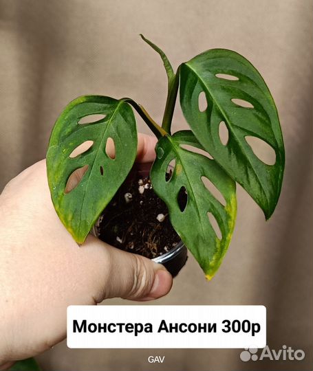 Филодендроны, монстеры, эпипремнумы, алоказии