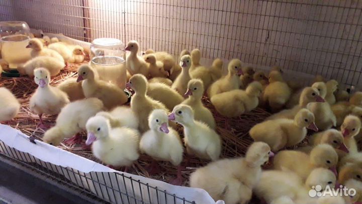 Гусята Гусята Гусята