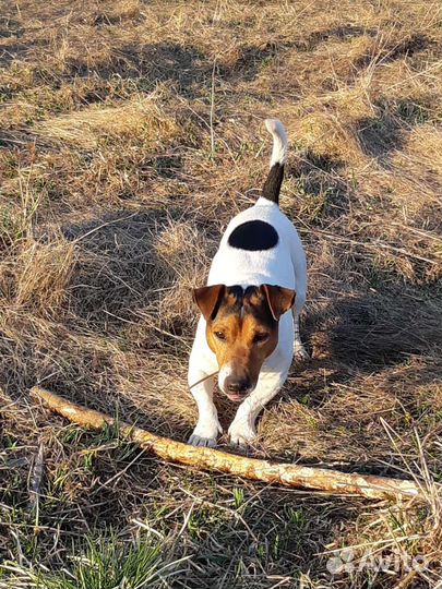 Джек Расел Терьер