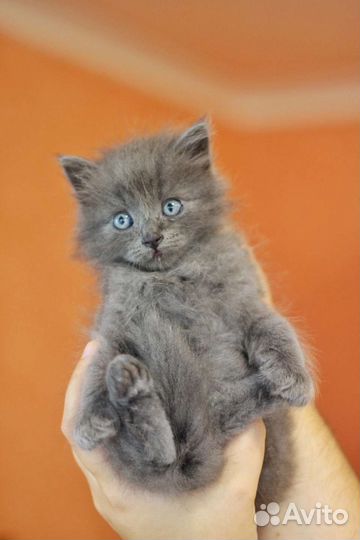 Котенок мальчик в добрые руки. 2 мес. сеня)