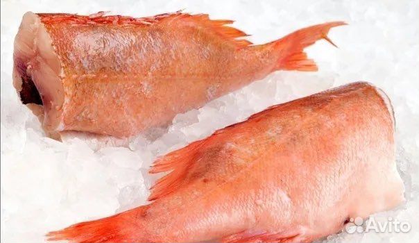 Морской окунь
