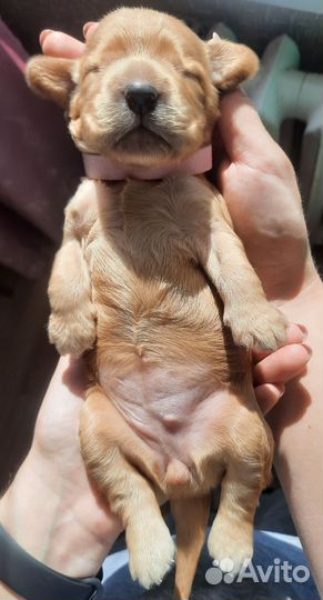 Английский кокер спаниель