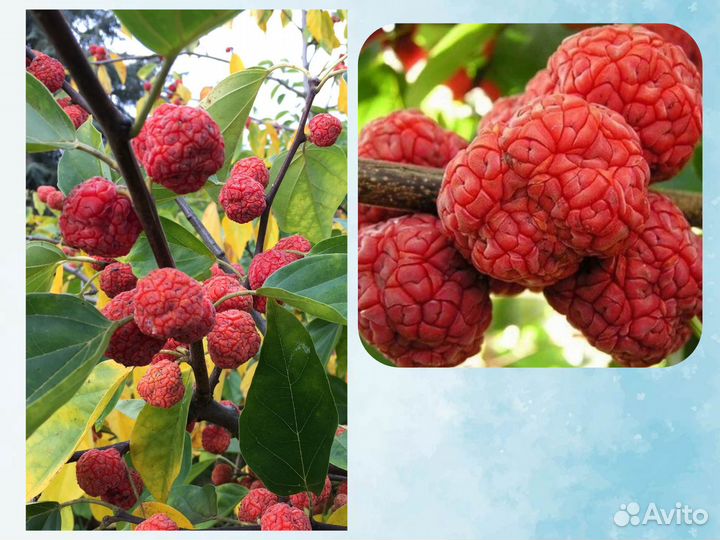 Саженцы Кудрании (Клубничное Дерево)