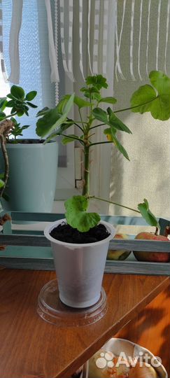 Пеларгония белая