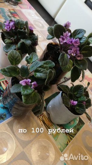 Комнатные растения цветы