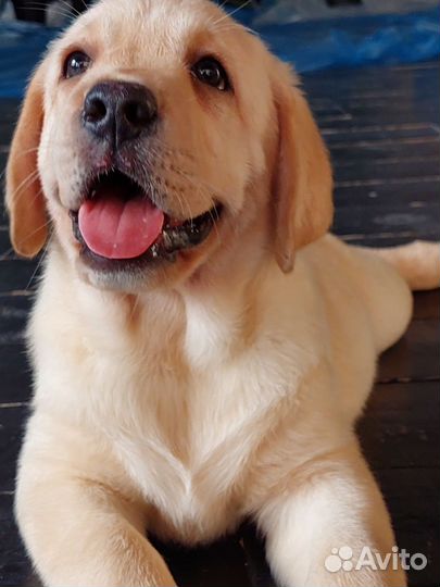 Щенки лабрадора