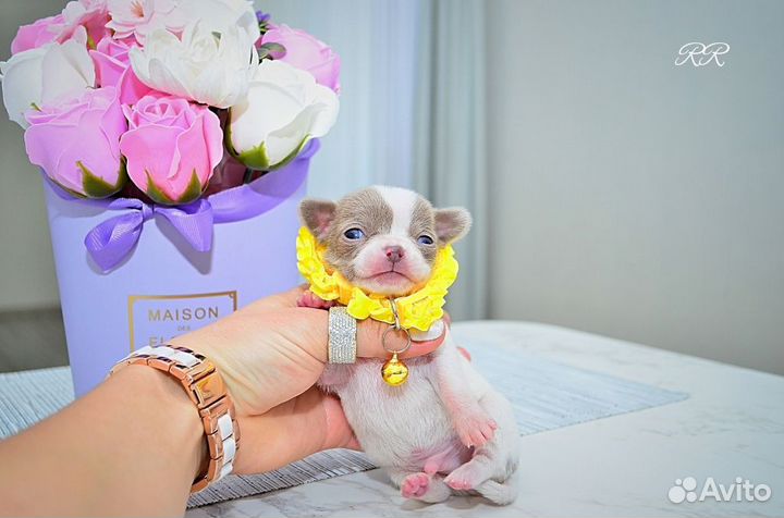 Чихуахуа мальчики Мини и Микро, редкие окрасы