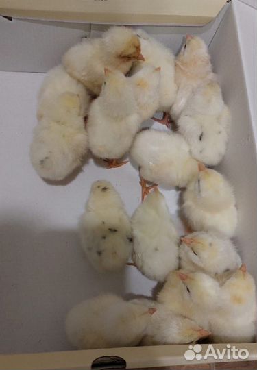 Цыплята суточные