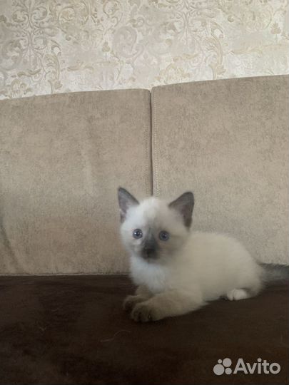 Котята тайские девочка и мальчик