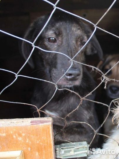 Джина ищет дом