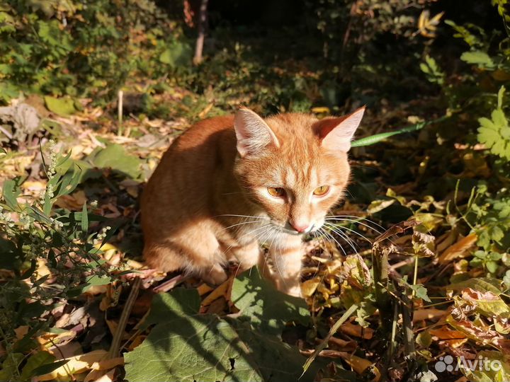 Отдам кошку