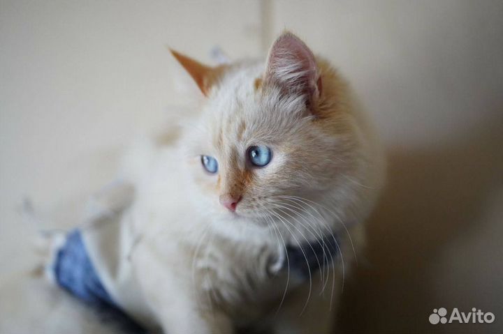 Кошка с васильковыми глазами