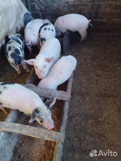Поросята