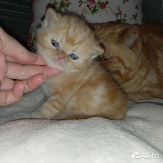 Котята экзоты