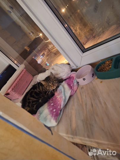 Кошка в добрые руки