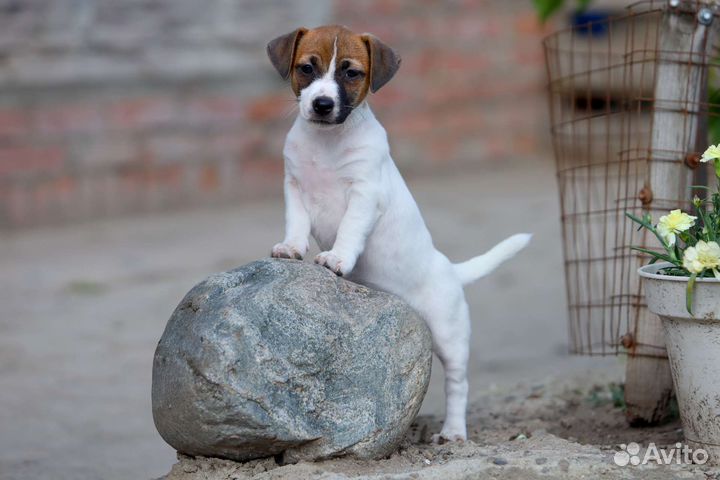 Щенки джек рассел терьер
