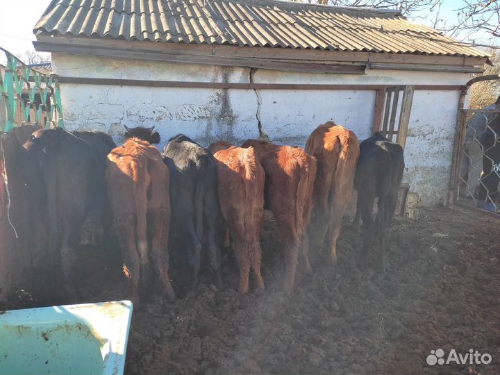 Быки на племя