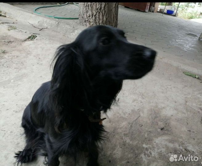 Отдам спаниеля