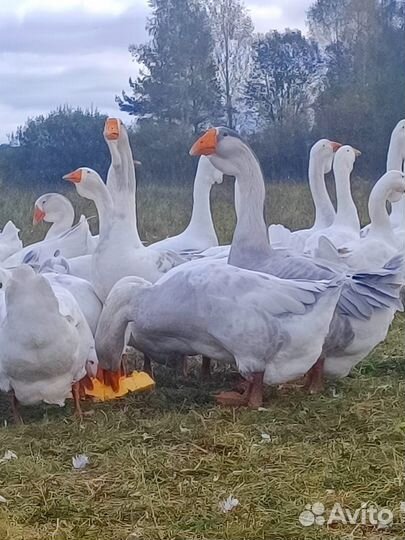 Холмогорские гуси на племя