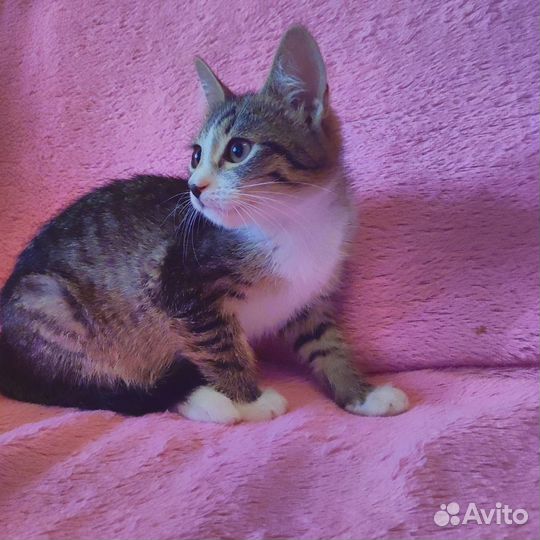 Котенок - девочка, 3 месяца (Приют Пушистики)