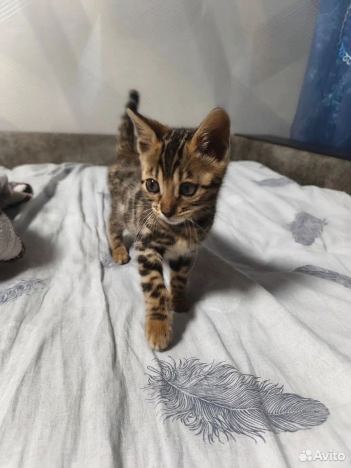 Бенгальский котёнок, Зеленодольск