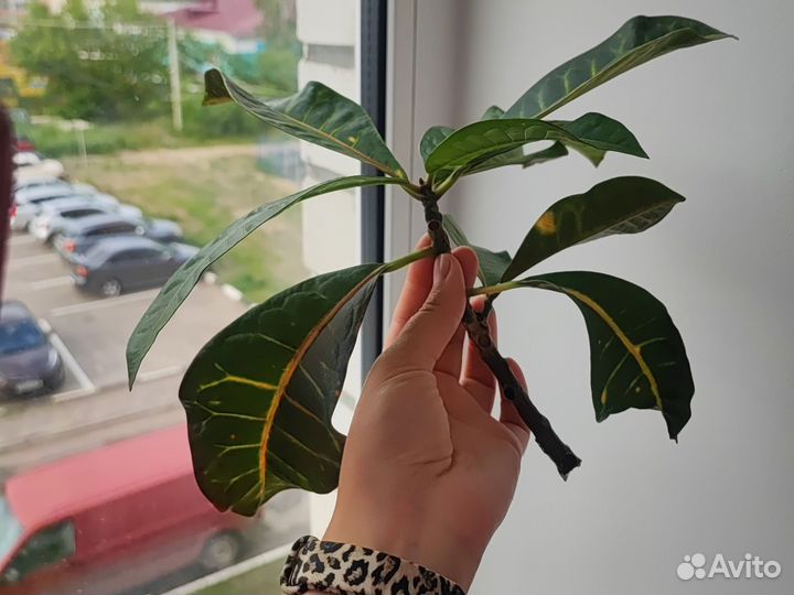 Черенки кротона