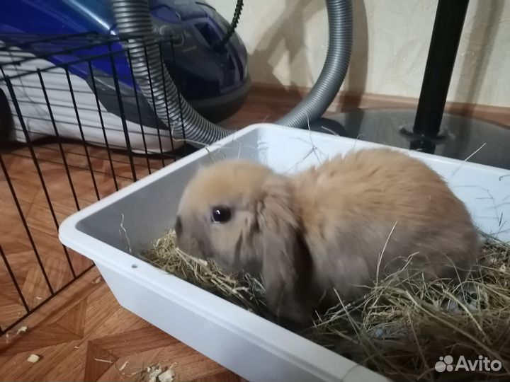 Вислоухий кролик