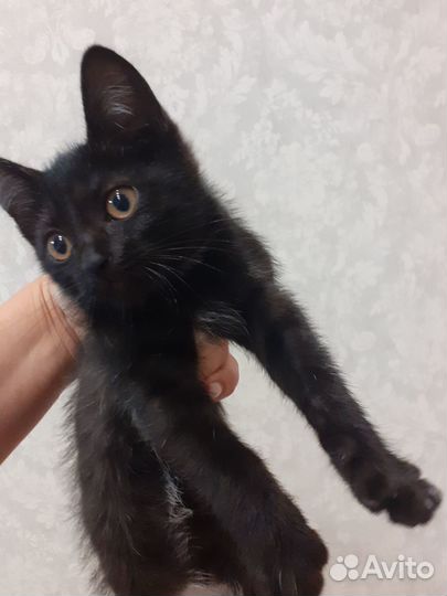 Черный котенок